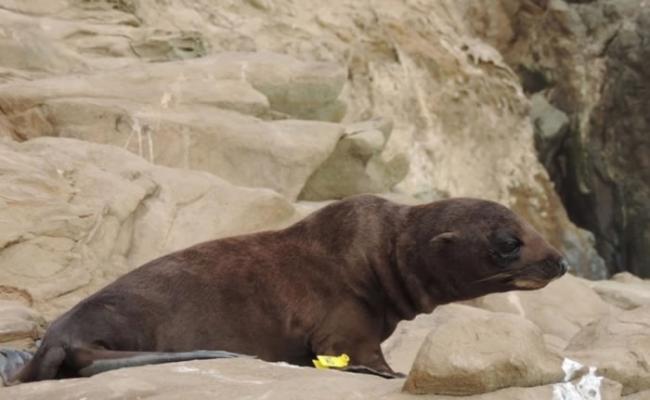 加州今年有大批海狗死亡或搁浅