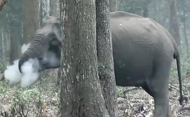 印度国家公园拍到一只大象竟在“吞云吐雾”