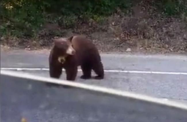 美国加州棕熊企图“劫车” 两度开车门吓坏司机