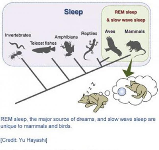 REM睡眠是梦境的主要来源，而慢脑波睡眠则是哺乳动物和鸟类中独有的。