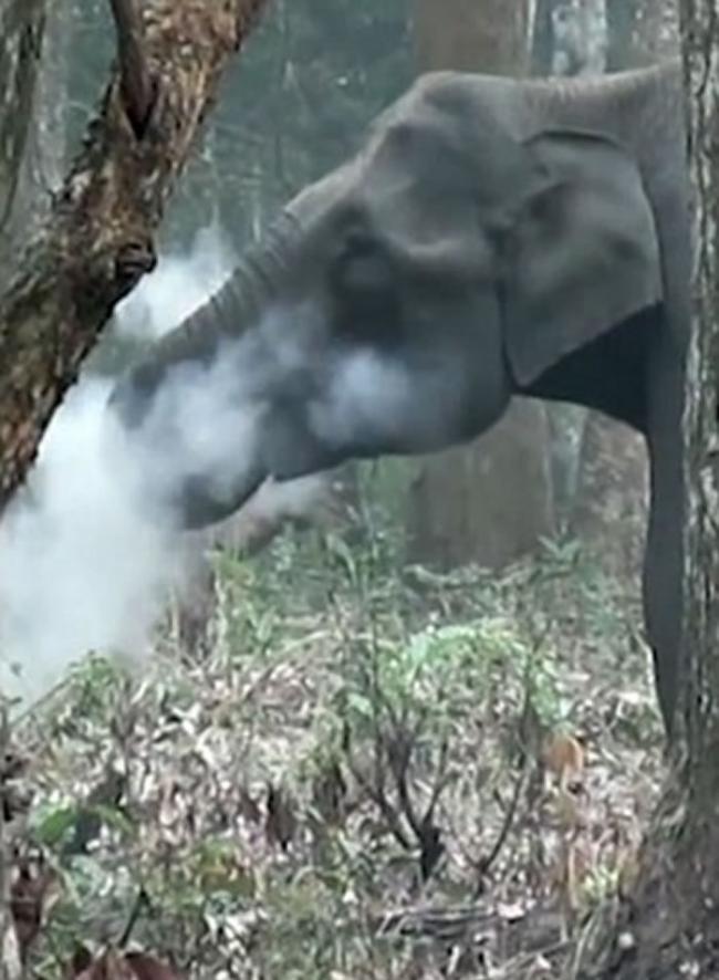 大象口吐白烟，就像正抽烟一样。