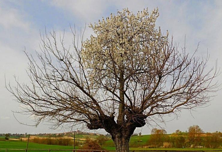 意大利小镇“双生”怪树“Bialbero de Casorzo”：樱桃树长在桑树顶部