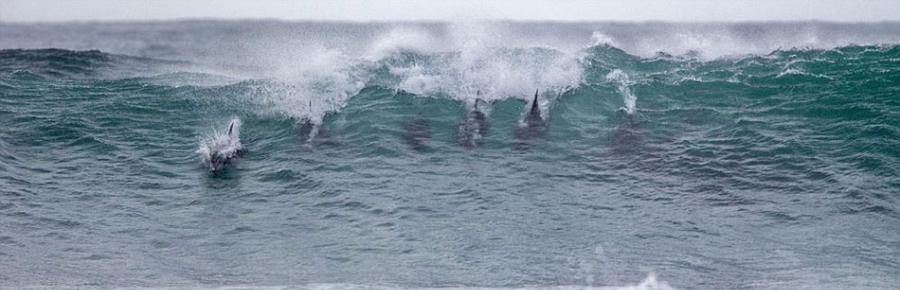 杰弗里湾公开赛是国际职业冲浪冠军巡回赛的一部分，期间海豚们打破惯例，游入了这片海域。