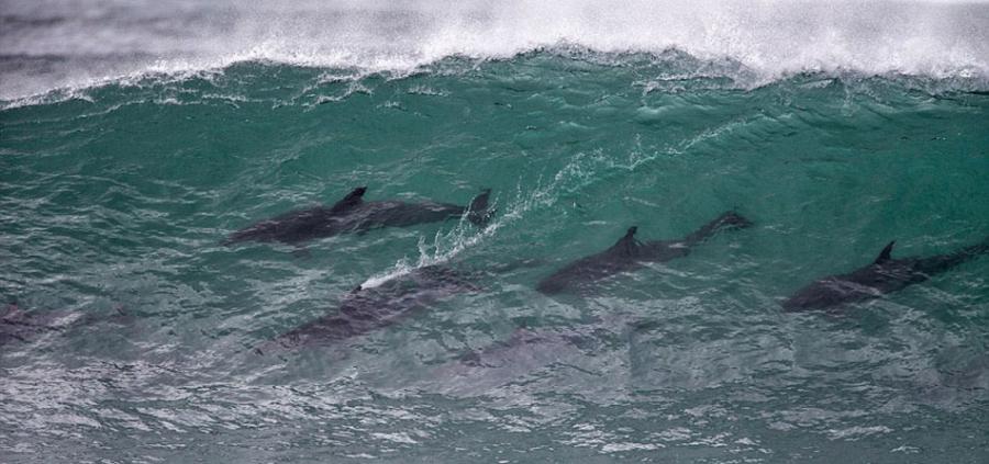海豚们在准备他们的精彩时刻，摄影师斯坦•布隆伯格说，他一直在杰弗里湾生活了62年，从没见过这么壮观的海豚冲浪秀。