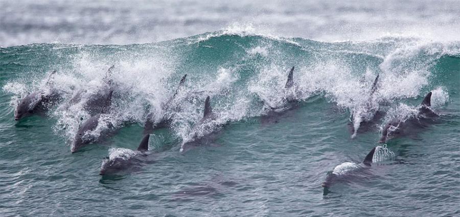 一群不请自来的海豚现身南非杰弗里湾的世界顶级冲浪赛事，并献上了自己的冲浪秀，令人印象深刻。