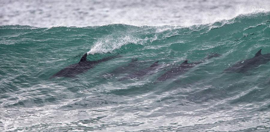 海豚们集结了起来。冲浪选手们花费多年磨练技艺，但是游离南非东开普省的海岸，这些海豚做起来可比人类得心应手。