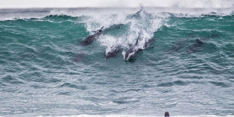 东开普省以其黄金冲浪和大量宽吻海豚群著称，能同时观看到他们，不失为一次幸运的享受。