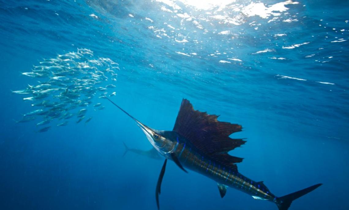 大西洋旗鱼（一种在加勒比海追逐沙丁鱼的鱼种）