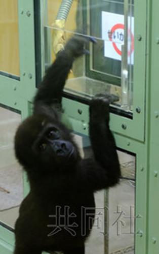 2岁的雄性大猩猩“元太郎”在实验中触碰触摸屏。