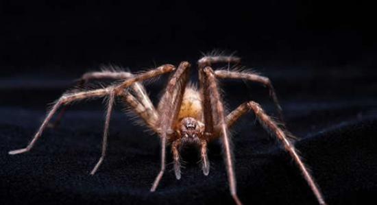 北美的一种蜘蛛，学名为Eratigena agrestis