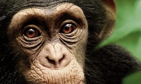 日本研究显示黑猩猩并没有通过想像进行绘图的能力