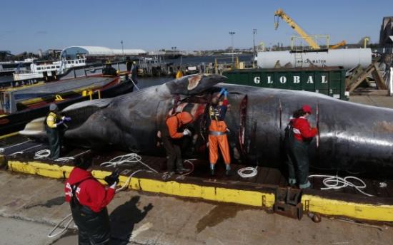 工作人员解剖一条遭船只撞击致死的鲸鱼尸体