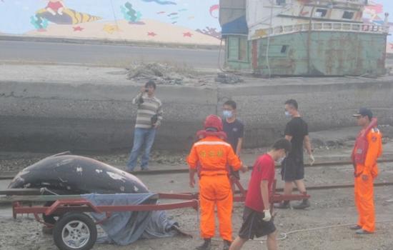 海巡署关注环境生态，经常帮助搁浅的鲸豚脱困。（示意图／并非当事搁浅抹香鲸）