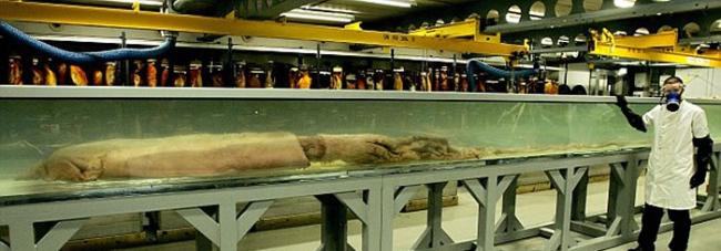 英国自然历史博物馆内保存着一具巨型鱿鱼尸体，科学家认为巨型鱿鱼吞食鱼类、虾和其它鱿鱼物种