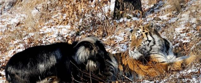 俄罗斯海参威动物园成为好朋友的东北虎和山羊被分开了