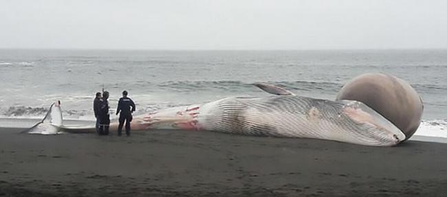 智利沙滩搁浅鲸鱼尸体 头部肿胀吓煞人