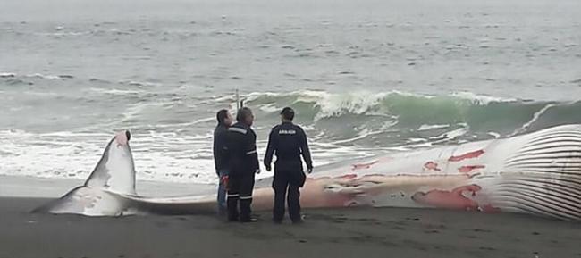 智利沙滩搁浅鲸鱼尸体 头部肿胀吓煞人