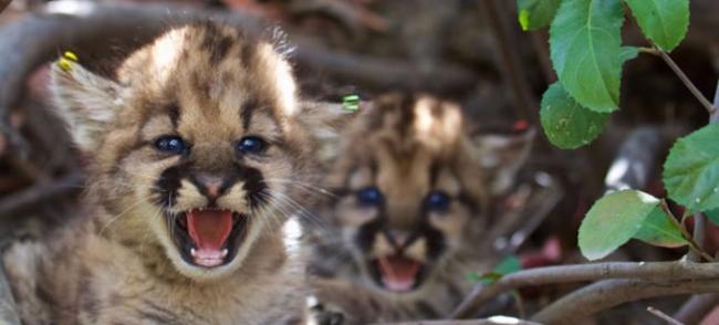 美国加州圣莫尼卡山脉发现5只刚出生的同父异母山狮幼崽