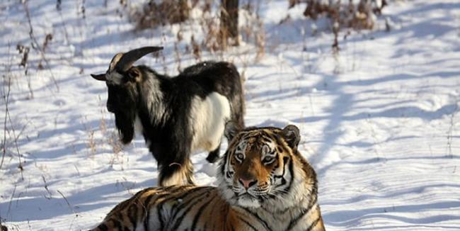 俄罗斯海参威动物园成为好朋友的东北虎和山羊被分开了