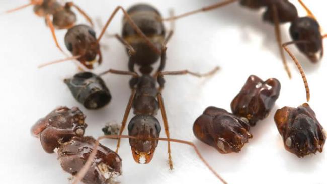 科学家至今仍不确定为什么这种原生于佛罗里达的蚂蚁（Formica archboldi）要搜集敌人的头颅。 PHOTOGRAPH BY ADRIAN SMITH