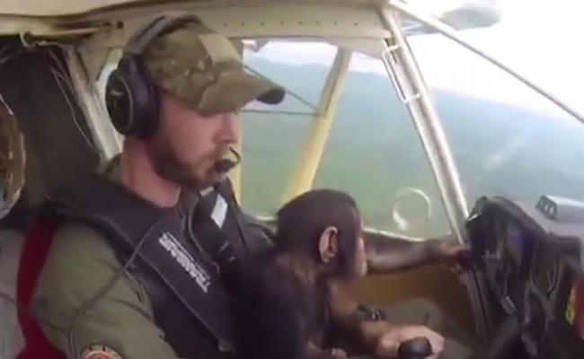 刚果黑猩猩宝宝幸运脱险 不改好奇心“学开飞机”