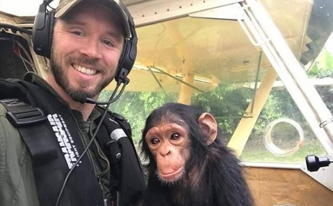 刚果黑猩猩宝宝幸运脱险 不改好奇心“学开飞机”