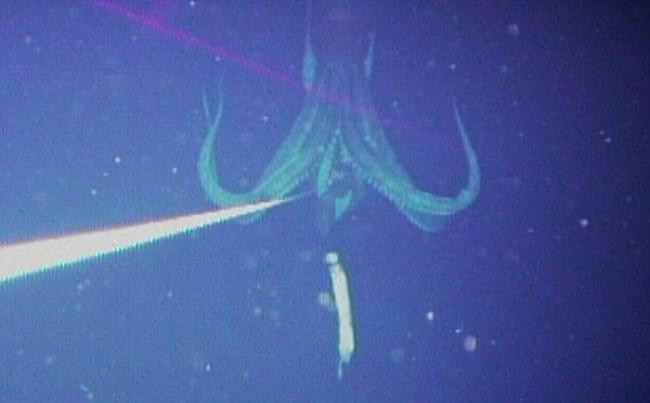 最新统计研究显示深海巨型鱿鱼体长可达到20米