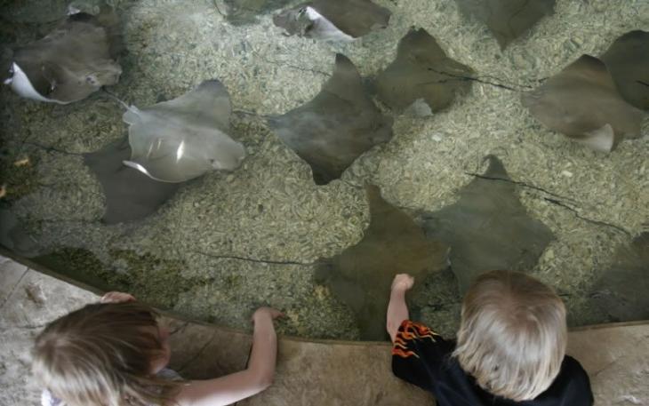布鲁克菲尔德动物园的魔鬼鱼浅池，有多达54条魔鬼鱼缺氧死亡。