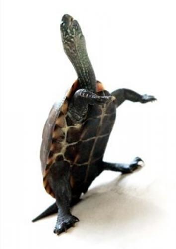 广西一只“中华草龟”被成为“灵龟” 通人性能站立