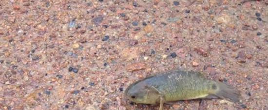 澳洲昆士兰发现怪鱼“攀鲈”的踪迹