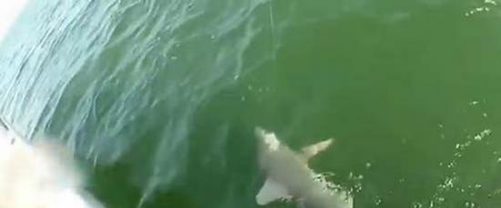 美国男子在海里钓上的鲨鱼被巨大怪鱼一口吞下