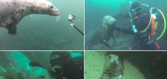 英国野生海豹与潜水员共畅泳