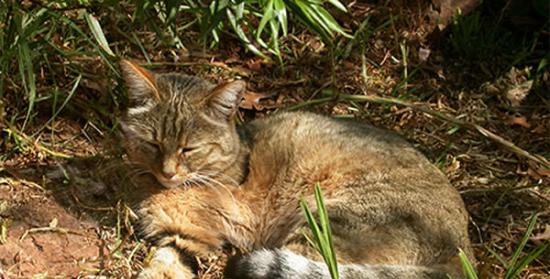 近东野猫，原产于亚洲西部和非洲，被认为是现在生活在全球各地的所有家猫主要祖先