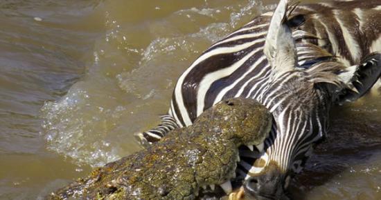 肯尼亚马赛马拉国家保护区小斑马渡河遭鳄鱼“伏击”