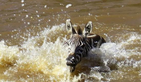 肯尼亚马赛马拉国家保护区小斑马渡河遭鳄鱼“伏击”