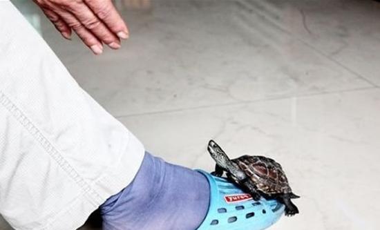 广西一只“中华草龟”被成为“灵龟” 通人性能站立