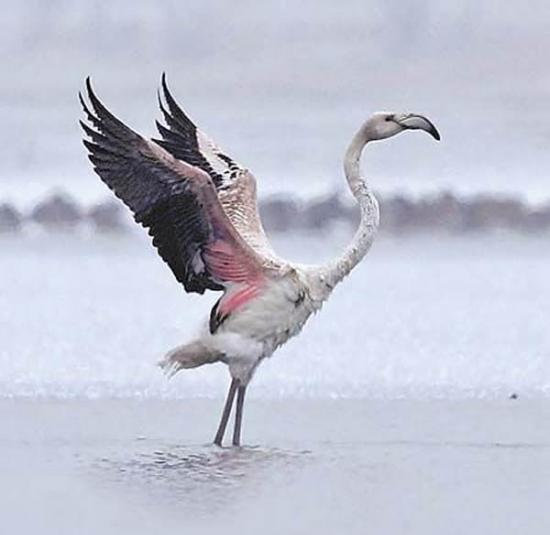 新疆石河子罕见拍到火烈鸟照片