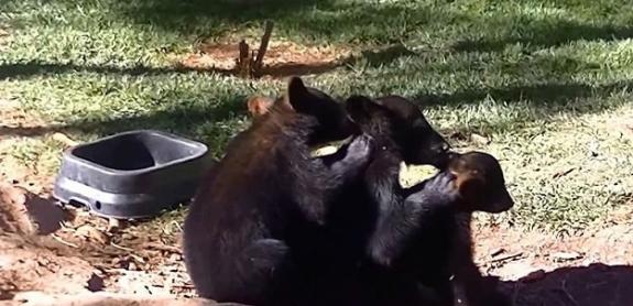美国亚利桑那州动物园3只小黑熊“排排坐”
