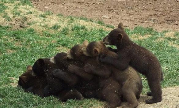 网上流传的小熊排排坐更强版本，6只小熊排队舔耳朵。