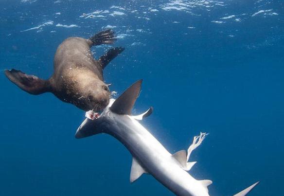 海洋摄影师Chris Fallows在南非海岸拍摄到一头海豹对蓝鲨发起袭击并吃掉其内脏