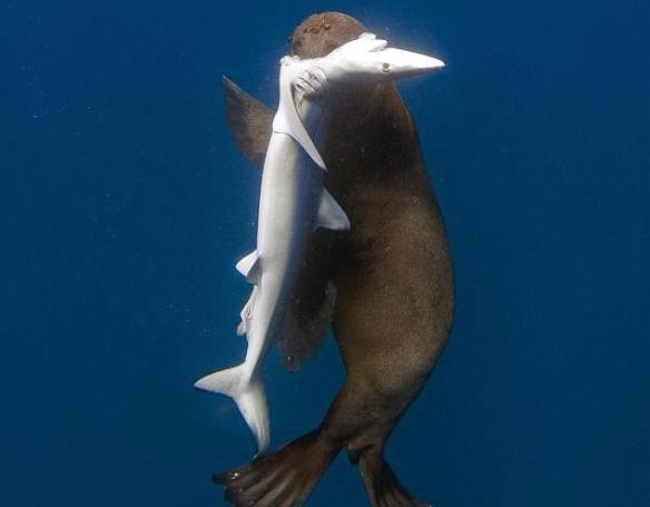海洋摄影师Chris Fallows在南非海岸拍摄到一头海豹对蓝鲨发起袭击并吃掉其内脏