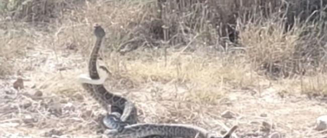 美国得克萨斯州两条响尾蛇为争夺支配地位而彼此缠绕争斗
