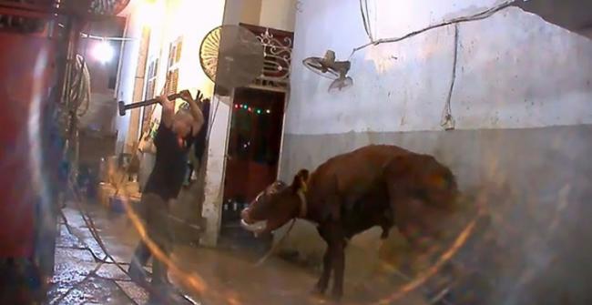 澳洲动物保护组织揭露越南屠夫大锤虐杀活牛