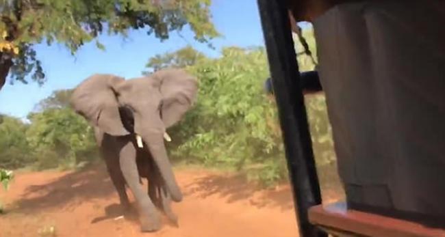 博茨瓦纳乔贝国家公园野生大象不满受扰 狂追观光车
