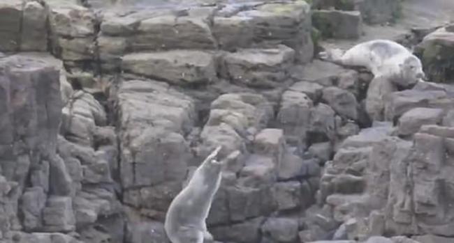 英国惠特利贝沙滩游客走近拍照 吓得海豹跳崖逃亡