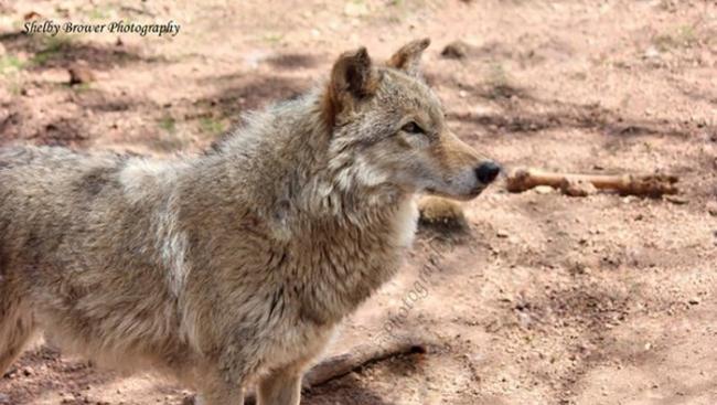 狗和狼属于学名为Canis lupus的同一物种，因此狼狗并非杂种，具有生育能力。据了解，狼狗的头往往比纯狼的稍小，耳朵更大、更尖，缺乏狼群中常见的密集毛发。