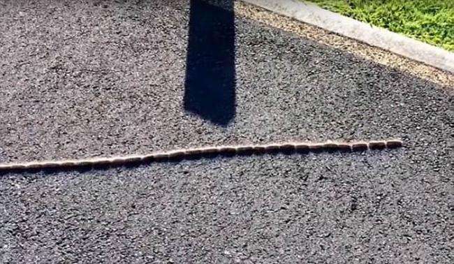 国际趣闻：澳洲布里斯班虫虫特工队长蛇阵过马路