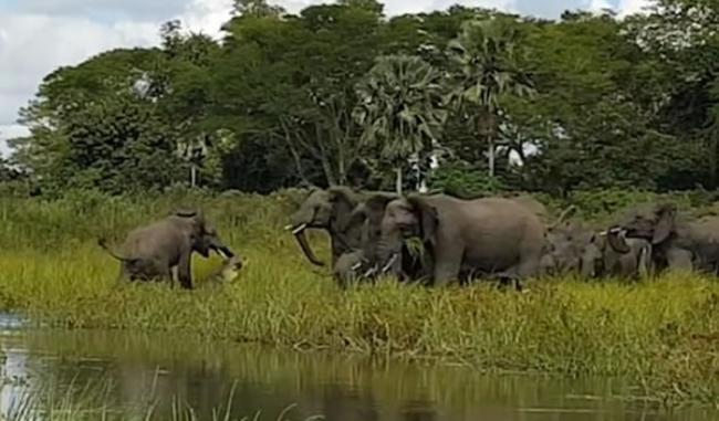 非洲马拉维利翁代国家公园小象遭鳄鱼突袭咬鼻 同伴相救捡一命