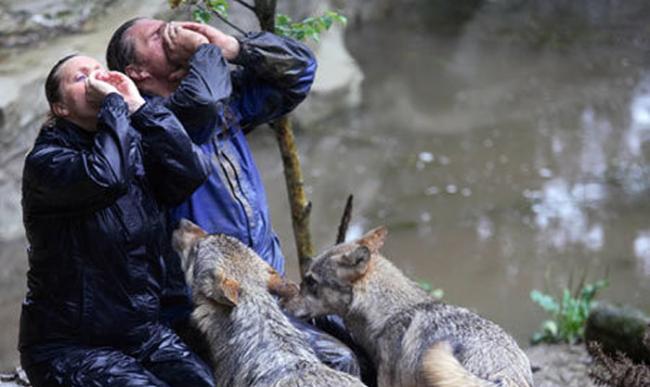 英国狼人肖恩•艾利斯（Shaun Ellis）双手拱在嘴前与灰狼沟通。