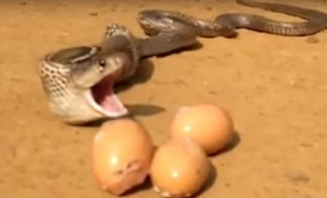 印度“贪吃眼镜蛇”偷吃被撞破 连吐7颗鸡蛋逃命